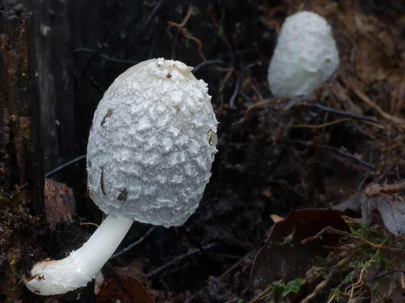 Coprinopsis alnivora